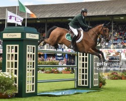 jumper Utchan de Belhème (Selle Français, 2008, from Calvaro Z)