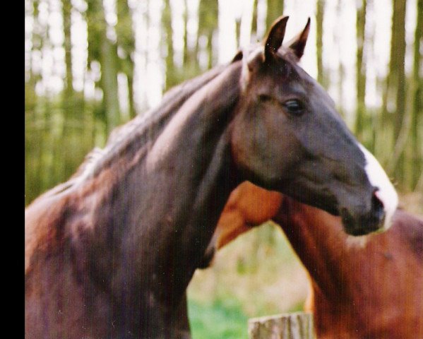 broodmare Aparte (Hanoverian, 1990, from Airport)