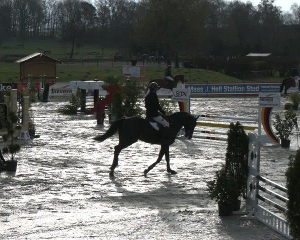 Reitturnier Westergellersen 2024