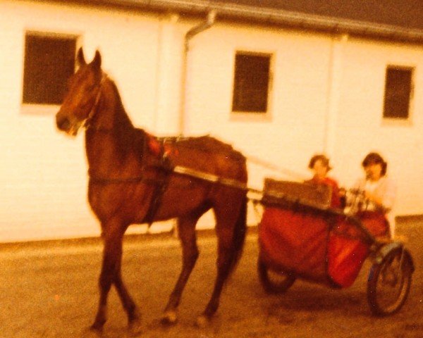 horse Goldjunge (DE) (German trotters, 1975, from Denar (DE))