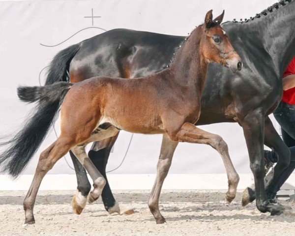 dressage horse Escouzo (Westphalian, 2023, from Escanto PS OLD)