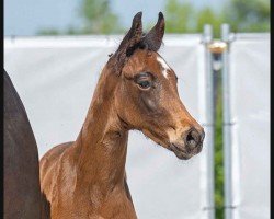 dressage horse Rockstar (Westphalian, 2023, from Raven)