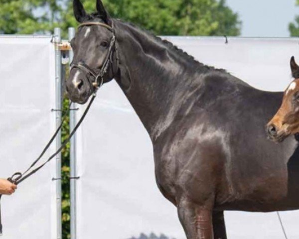 broodmare Stute von Don Nobless / Lemony's Nicket (Hanoverian, 2017, from Don Nobless)