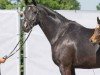 broodmare Stute von Don Nobless / Lemony's Nicket (Hanoverian, 2017, from Don Nobless)