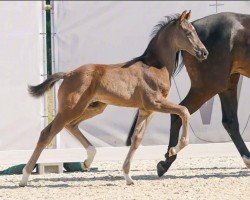 dressage horse Hengst von Fanegro / Delamanga (Westphalian, 2023, from Fanegro)