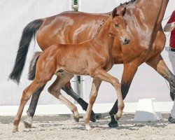 dressage horse Segantino (Westphalian, 2023, from Segantini 6)