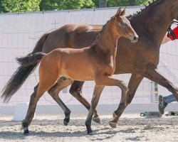 dressage horse Glenfinnan (Westphalian, 2023, from Glamdale WP NRW)