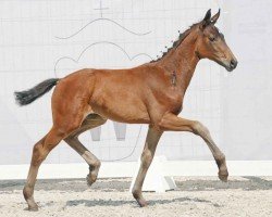 dressage horse Sky (Westphalian, 2023, from Sir Heinrich OLD)