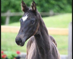 Dressurpferd Zensation (Deutsches Sportpferd, 2023, von Blue Hors Zackerey)