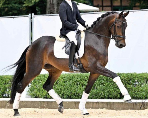 dressage horse Bellini (Hanoverian, 2019, from Borsalino)