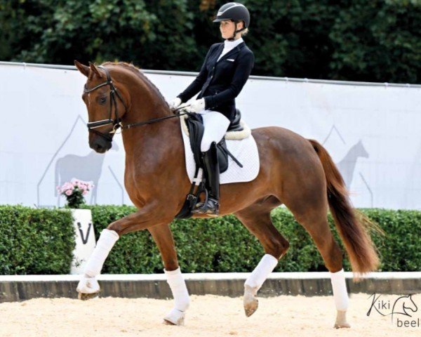 dressage horse Quantum Prost (Hanoverian, 2020, from Quantensprung 3)