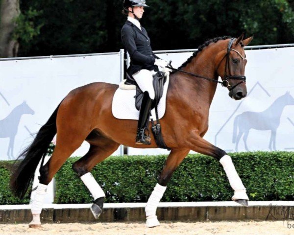 dressage horse Bossa Nova (Westphalian, 2019, from Borsalino)