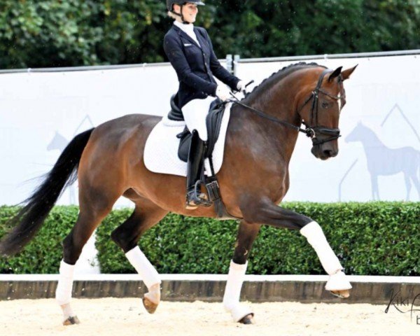 dressage horse Quiera (Hanoverian, 2019, from Quantensprung 3)