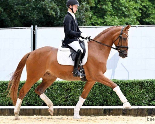 dressage horse Quilano (Hanoverian, 2019, from Q-Sieben OLD)