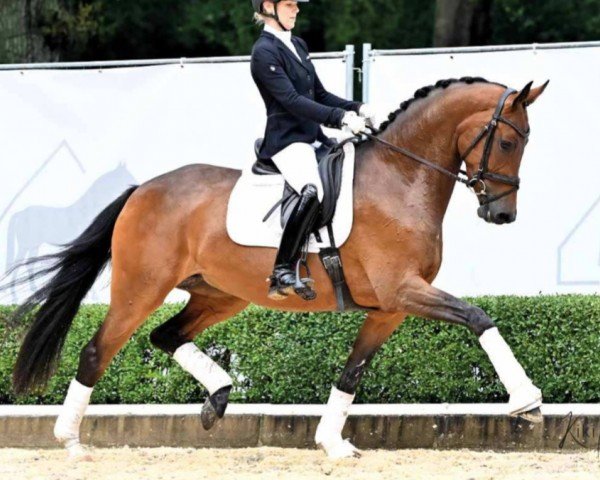 dressage horse Best of Luck (Hanoverian, 2019, from Borsalino)