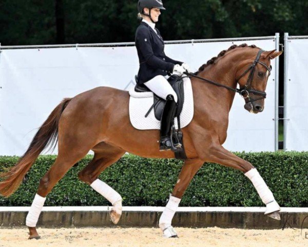 dressage horse Bologna Wega (Hanoverian, 2018, from Borsalino)