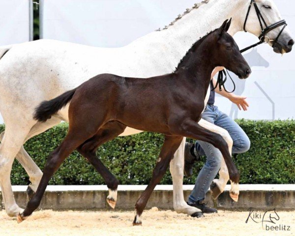 dressage horse Hengst von St. Emilion / San Amour I (Oldenburg, 2023, from St. Emilion)