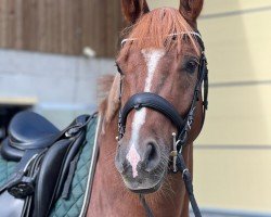 dressage horse New Hope (German Riding Pony, 2019, from FS New Look)