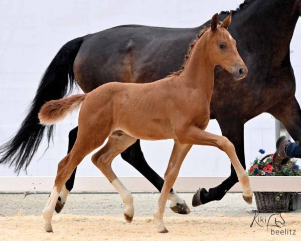 dressage horse Eyes on You (Hanoverian, 2023, from Escaneno)