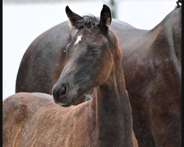 Dressurpferd Saphira (Hannoveraner, 2023, von St. Emilion)