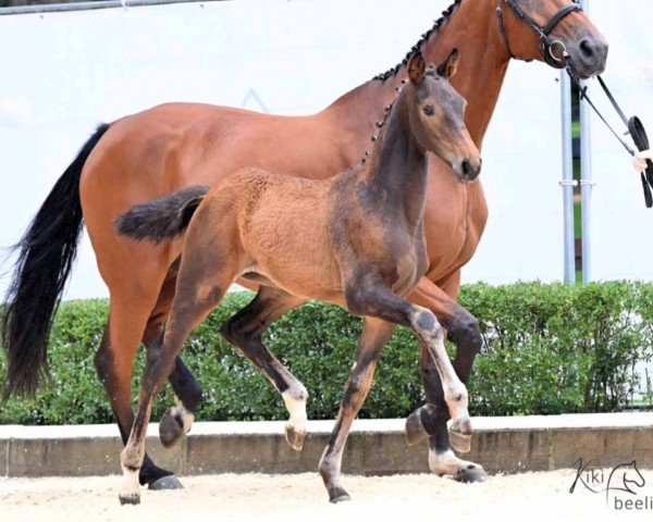 dressage horse Bela Dana (Hanoverian, 2023, from Borsalino)