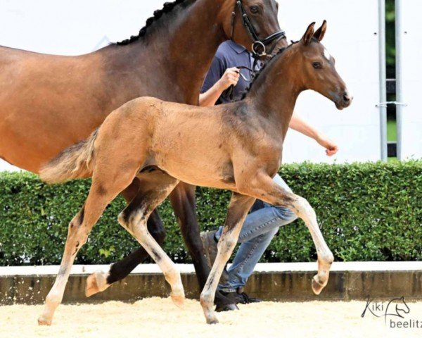 dressage horse Qani (Hanoverian, 2023, from Quintessential)