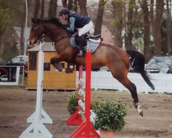 jumper Coole Socke 3 (Hanoverian, 2009, from Contendros Bube)