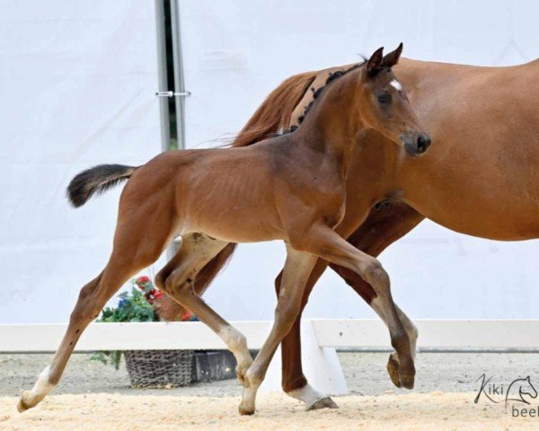 dressage horse Sergio Rossi (Hanoverian, 2023, from St. Emilion)