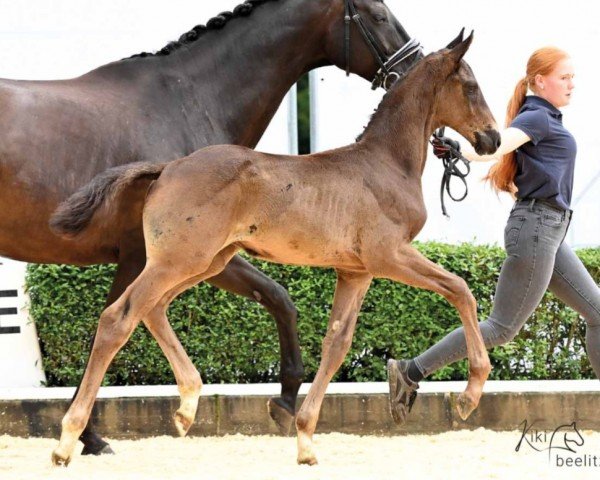 Dressurpferd Seraphin (Hannoveraner, 2023, von St. Emilion)