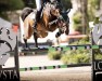 stallion Contino-Quick Mvf (Oldenburg show jumper, 2015, from Contendro I)