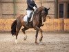 dressage horse Fabulous Filou 3 (German Sport Horse, 2015, from Tannenhof's Fahrenheit)