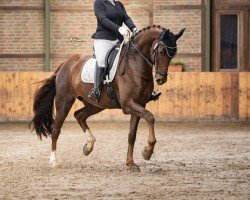 dressage horse Fabulous Filou 3 (German Sport Horse, 2015, from Tannenhof's Fahrenheit)