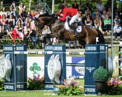 jumper Qui Vive des Songes Z (Zangersheide riding horse, 2006, from Quaprice Z)