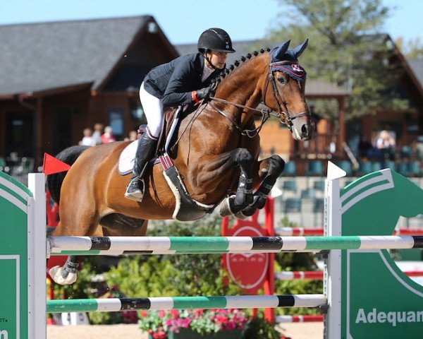 jumper Wistful (KWPN (Royal Dutch Sporthorse), 2003, from Beatle (Be A Grand Star))