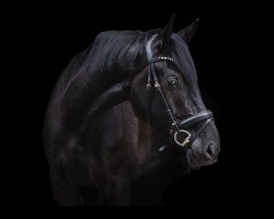 dressage horse Scotch & Soda S (Hanoverian, 2018, from Sezuan)