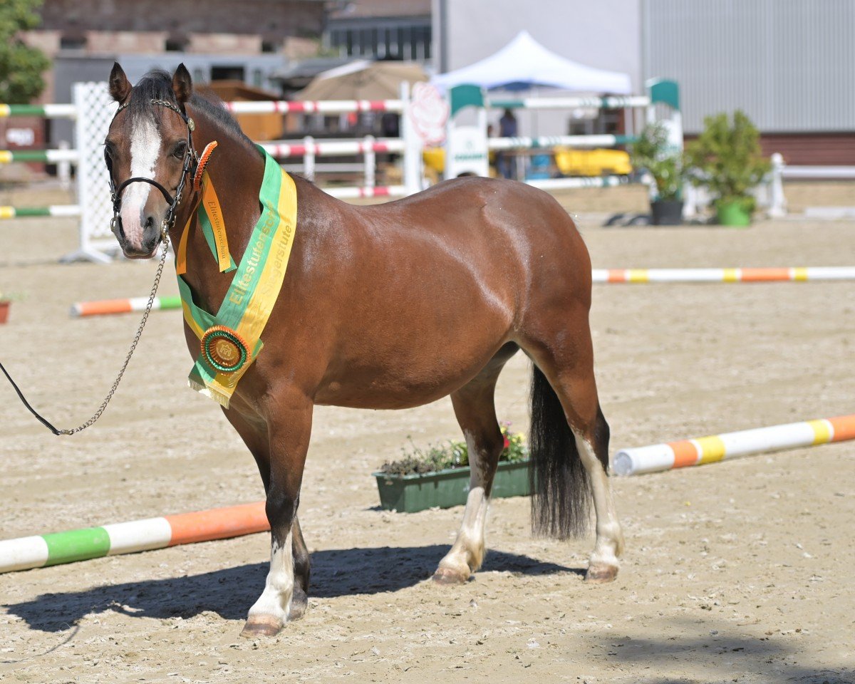 Zuchtstute Polhaar Prisor (Welsh Mountain Pony (Sek.A), 2018)