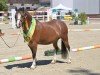 broodmare Polhaar Prisor (Welsh mountain pony (SEK.A), 2018)