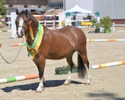 broodmare Polhaar Prisor (Welsh mountain pony (SEK.A), 2018)