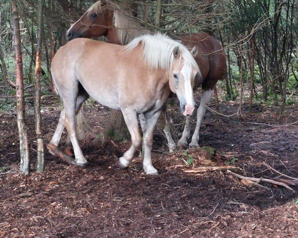 horse Gina (Haflinger, 2006, from Askhan HAH 28)