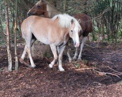 Pferd Gina (Haflinger, 2006, von Askhan HAH 28)