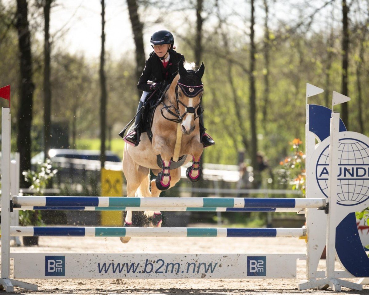 jumper Fs Moneymaker (German Riding Pony, 2012, from FS Mr. Right)