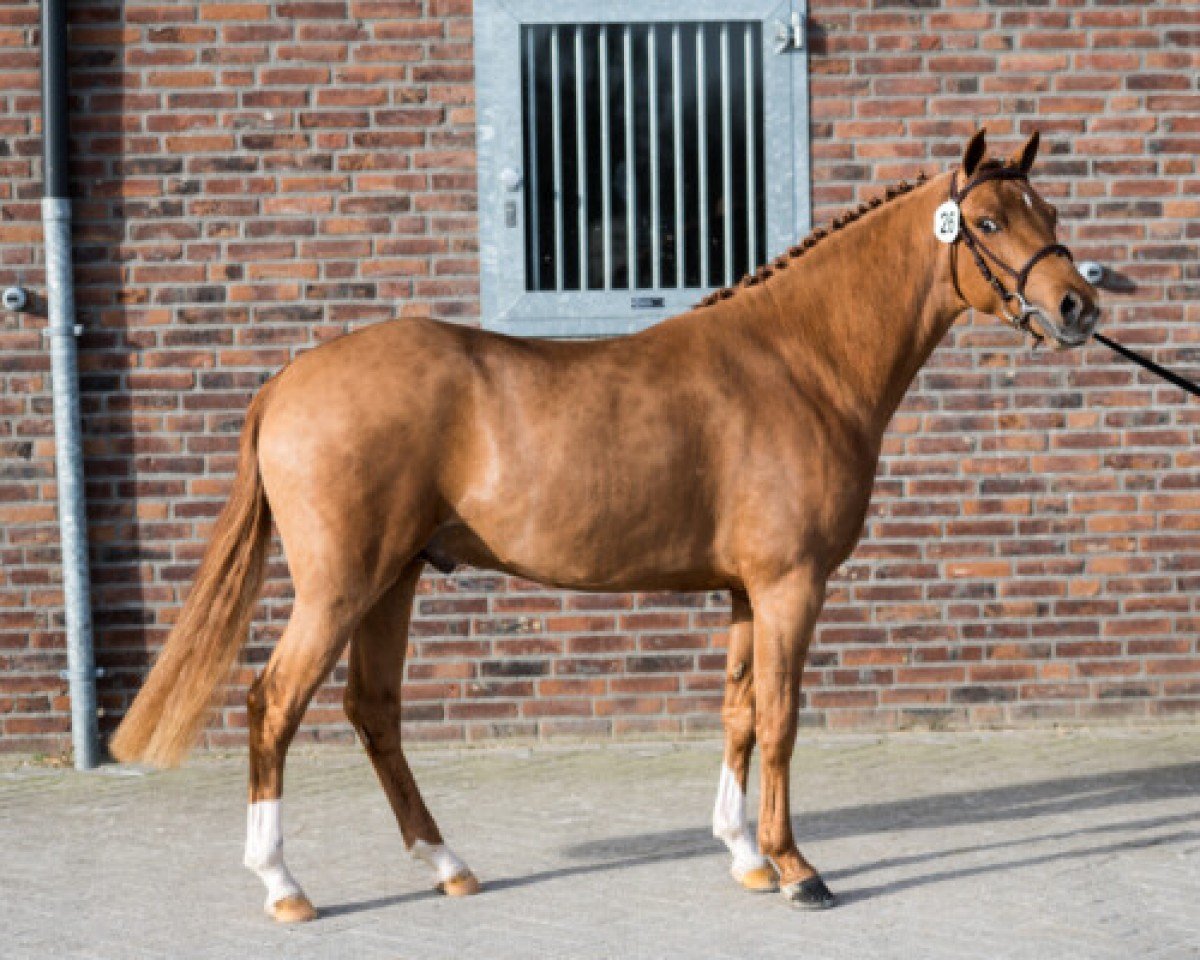 Pferd Blue Forest Primeur (New-Forest-Pony, 2018, von Blue Forest Sharon's Star)