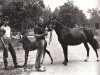 broodmare Patroleander (New Forest Pony,  , from Oleander)