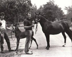 Zuchtstute Patroleander (New-Forest-Pony,  , von Oleander)