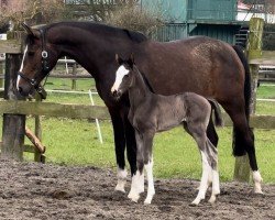 foal by Cafe's Milky Way (Oldenburg, 2024, from Cafe au lait 2)