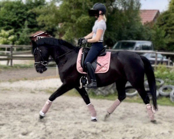 Springpferd Formidable Petite Fille (Deutsches Reitpferd, 2017, von Figari)