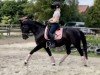 jumper Formidable Petite Fille (German Warmblood, 2017, from Figari)