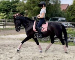 jumper Formidable Petite Fille (German Warmblood, 2017, from Figari)