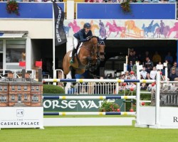 jumper Rock of Cashel (KWPN (Royal Dutch Sporthorse), 2013, from Zirocco Blue)