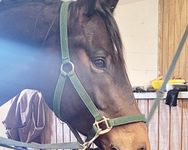 dressage horse Krokant LH (Trakehner, 2017, from Hofrat)